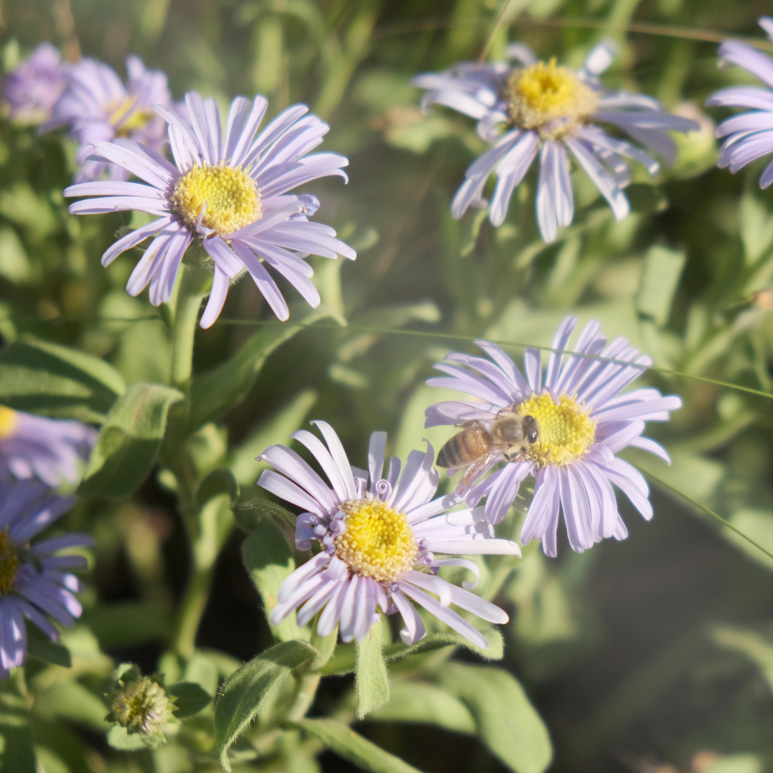 보름왓 토종 수국 꽃축제