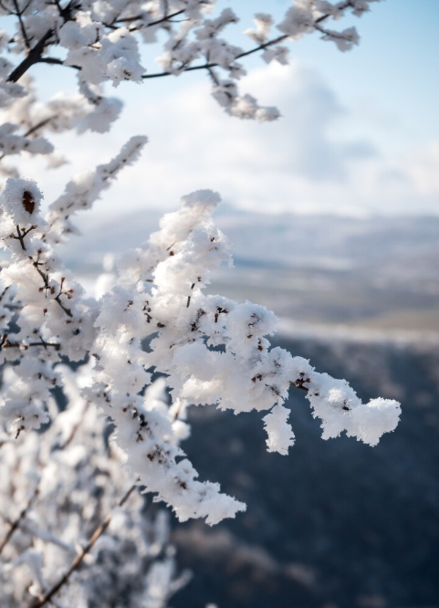 강원도 평창 대관령 눈꽃축제