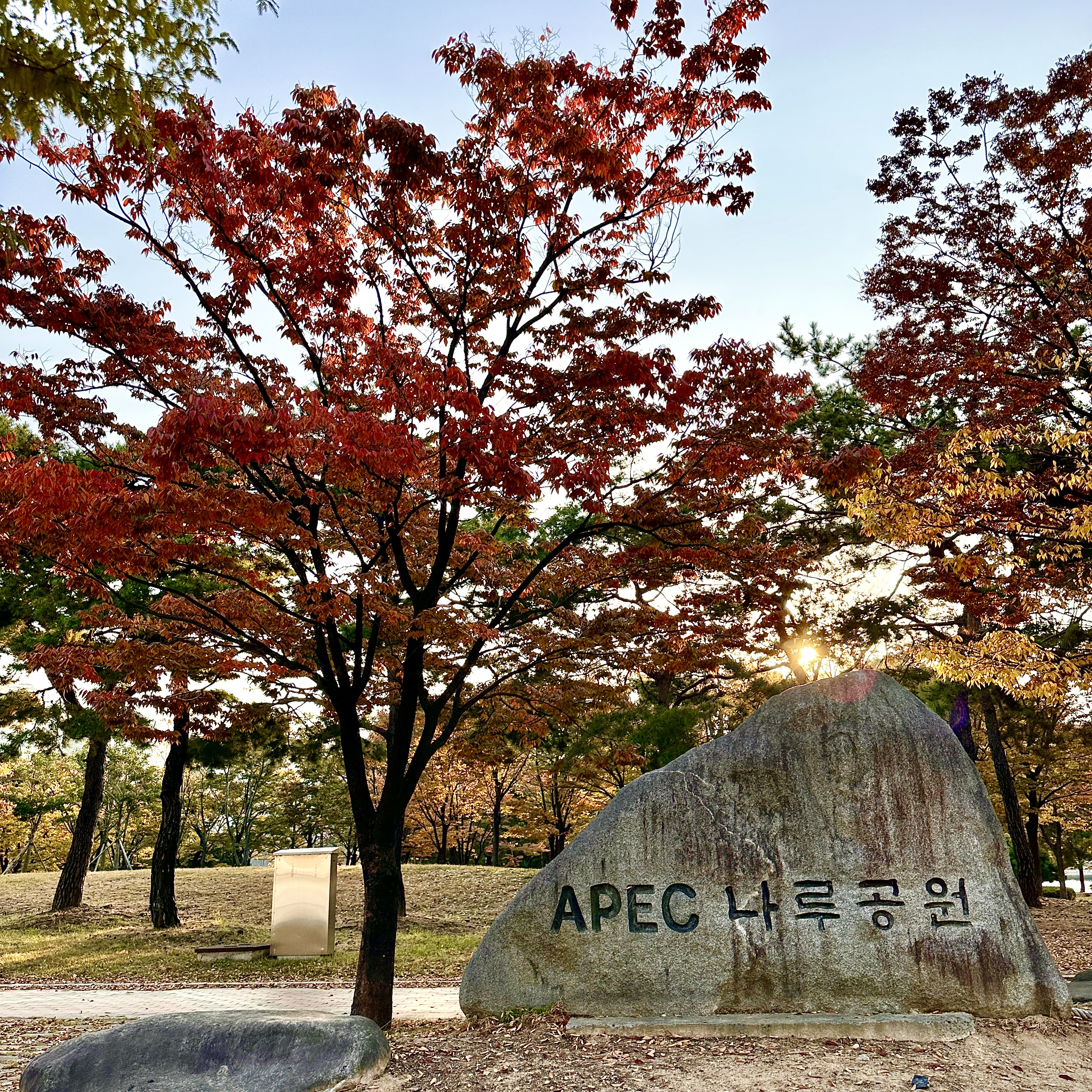 APEC나루공원_단풍