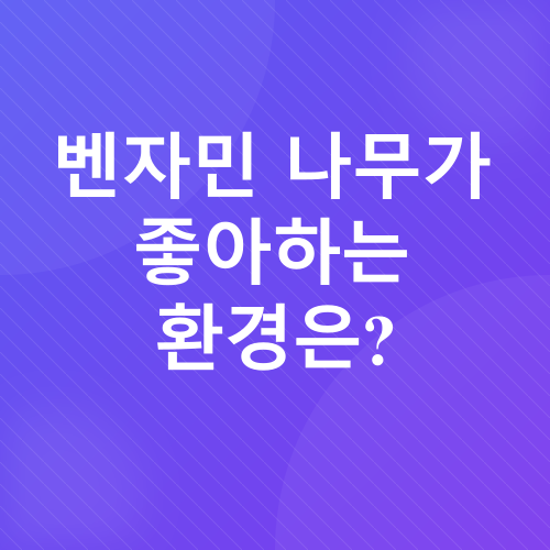 벤자민나무 관리_3