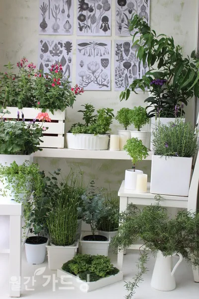 주방 허브 키우기 물주기 수확관리 세척보관 어르신도 간단 실천_9