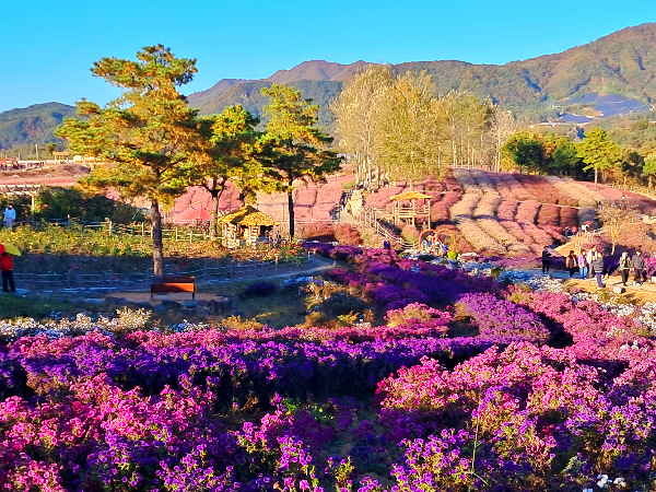 철원 고석정꽃밭 온천여행꿀팁