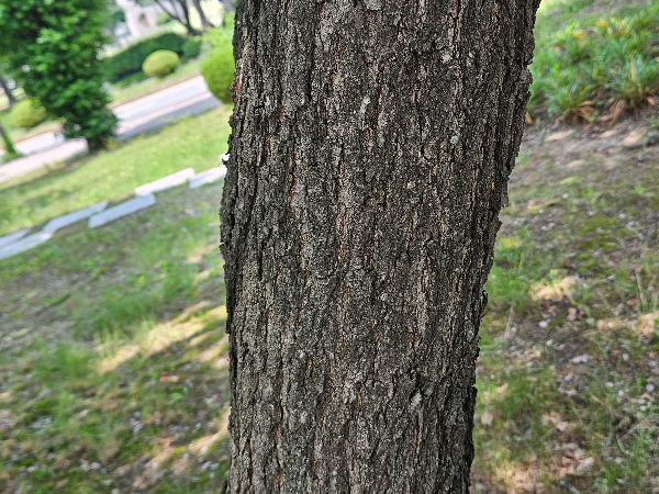 모감주나무 수피