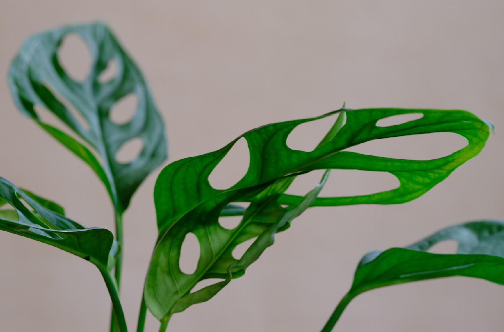 아단소니 몬스테라