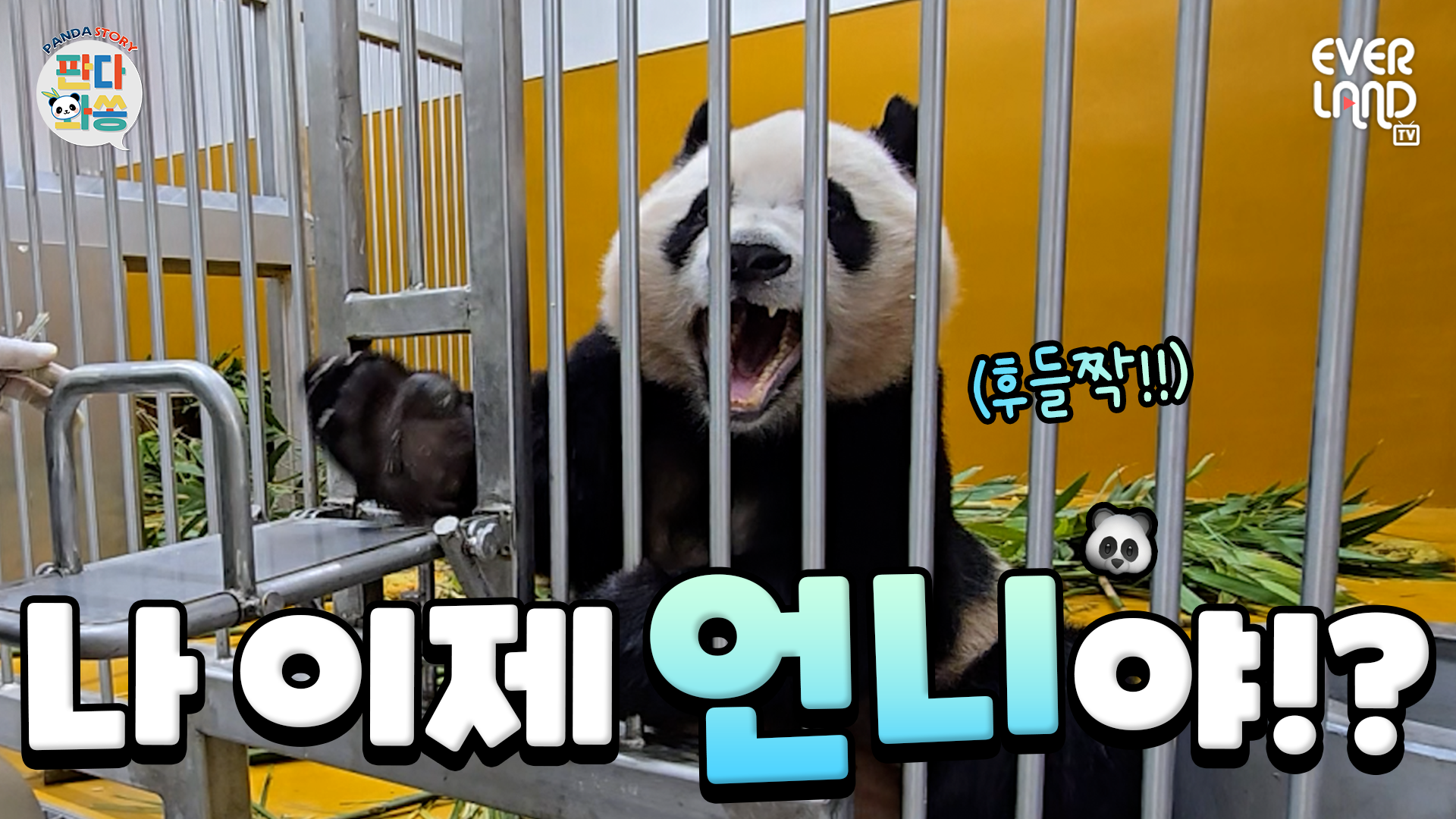 언니가 뭔지는 잘 모르겠지만 동탱아 환영해💚｜#판다와쏭 #258