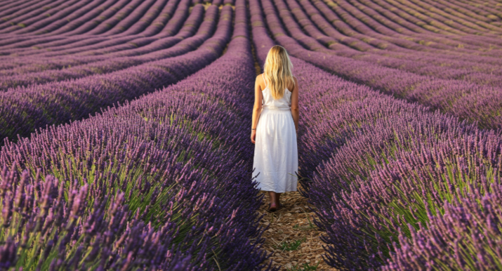 프로방스 라벤더 밭의 오후