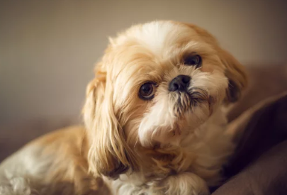 시츄/출처:어도비스톡