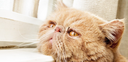 흠뻑 젖은 얼굴의 고양이.