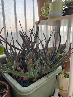 한겨울에도 알로에를 베란다에서 키운다