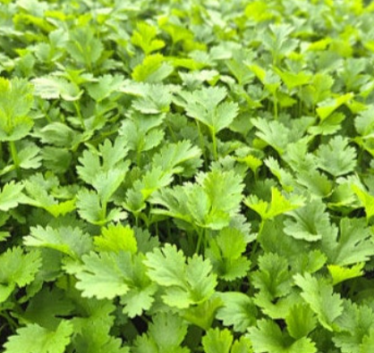 고수 효능과 건강에 좋은 이유