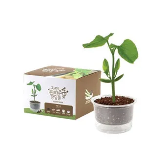 강낭콩 재배 파종 간격 잡초 억제 멀칭 요령_12