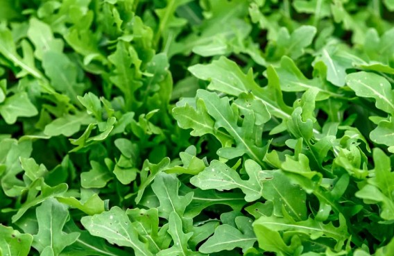 [식물키우기] 루콜라 키우기 관리법 - 물주기&#44; 햇빛&#44; 온도&#44; 습도&#44; 흙(토양)&#44; 비료