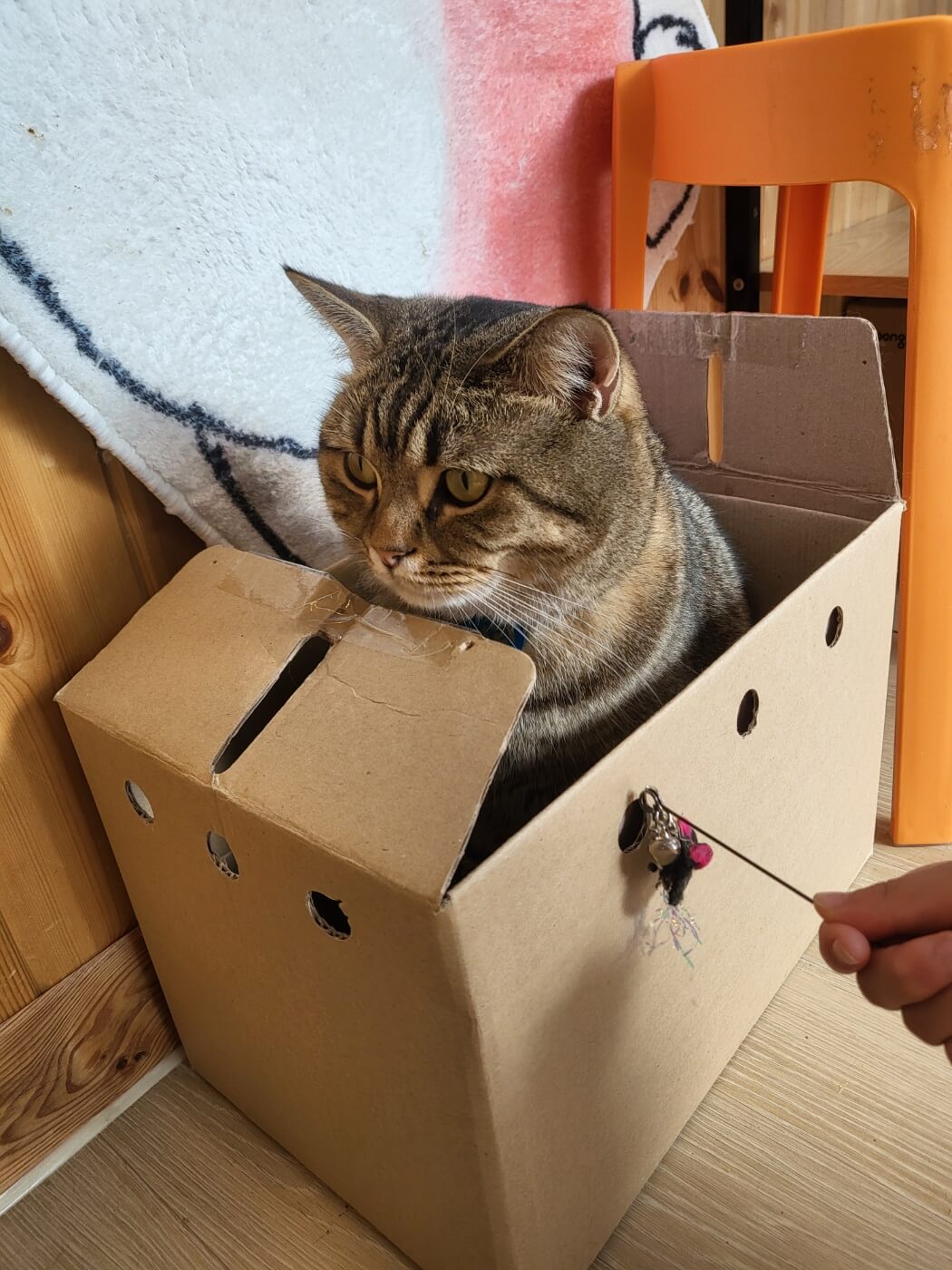 고양이2
