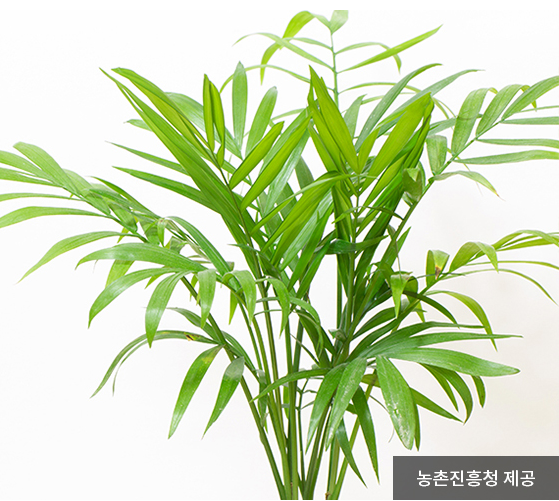 공기정화식물-테이블야자