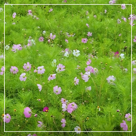 코스모스 꽃말 유래