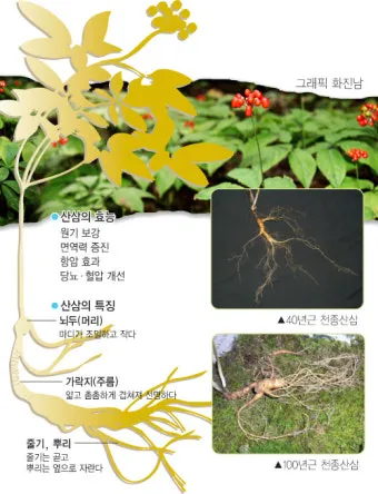 산삼 효능 영양 면역력 피로 회복 위한 섭취법 정리_2
