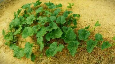 참외재배법-거름주기-비료주기-밑거름-웃거름