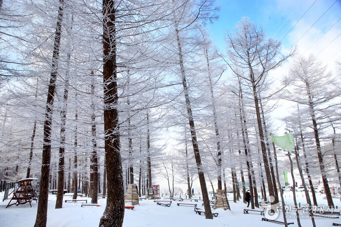 12월 강원도 여행지 인제 평창 정선 태백 영월 동해