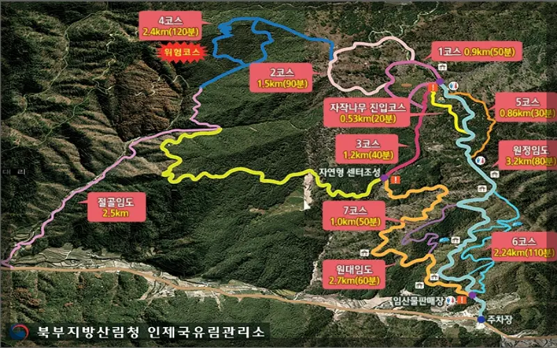 인제 자작나무 숲 코스