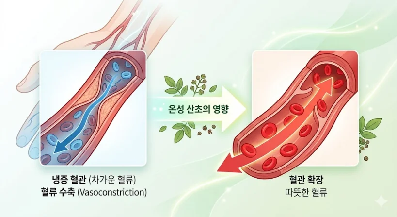 온성 산야초 섭취 전후의 혈관 수축과 확장 및 혈류 흐름 변화를 보여주는 의학 인포그래픽