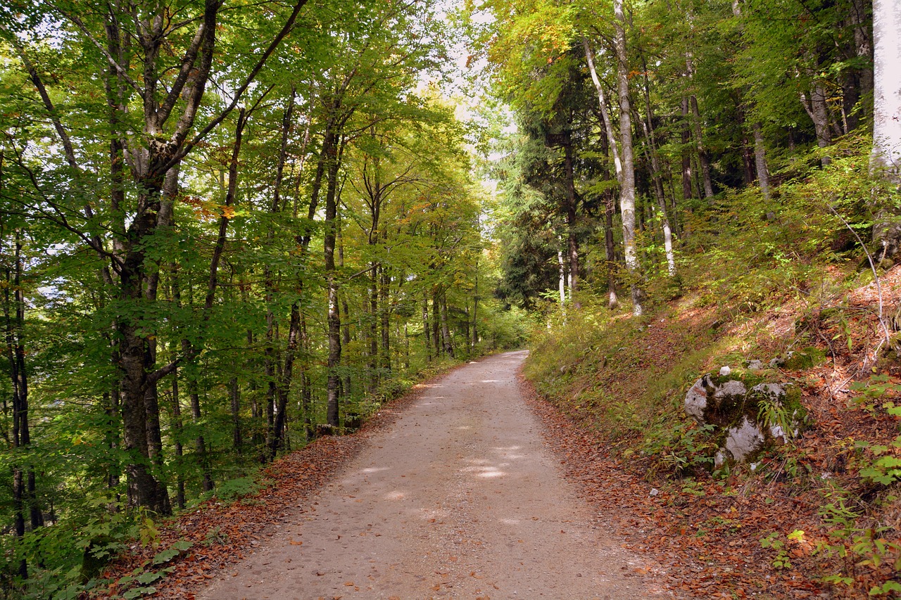 forest korea walking path 관련 사진