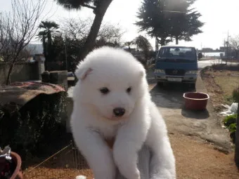 전 세계에서 가장 비싼 강아지 TOP20 몸값 높은 명품견 총정리 안내_16