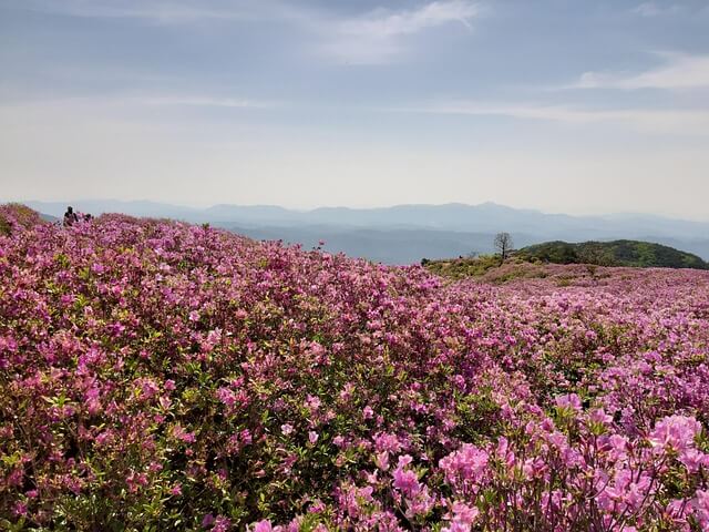 황매산 철쭉축제 근처 맛집 추천! 현지인 인정 합천·산청 밥집 BEST 5 (2025년)
