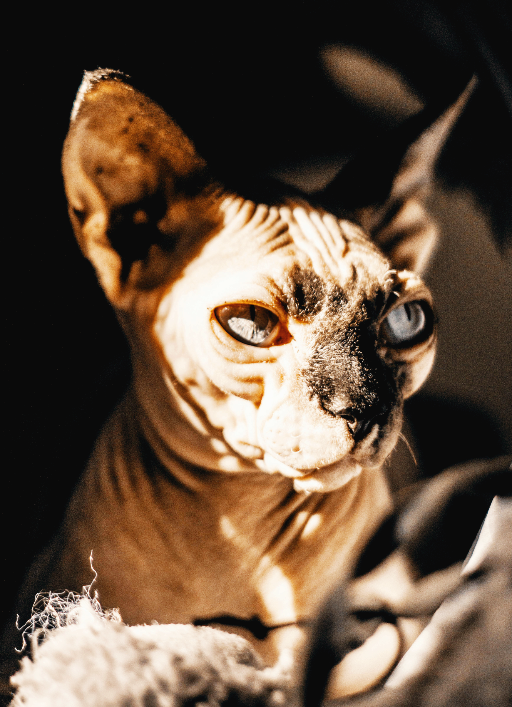 반려동물을 위한 진동&middot;냄새&middot;조도 변화를 평가하는 보호자용 환경 체크리스트