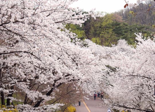 강서구 벚꽃