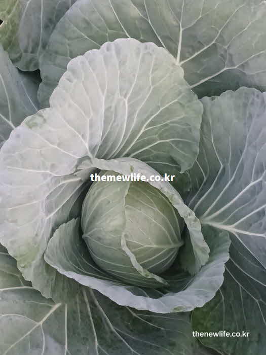 양배추 효능 항암 글루코시놀레이트 설포라판