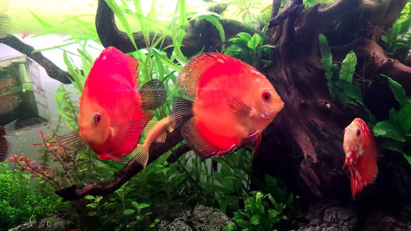 열대어 키우기 디스커스