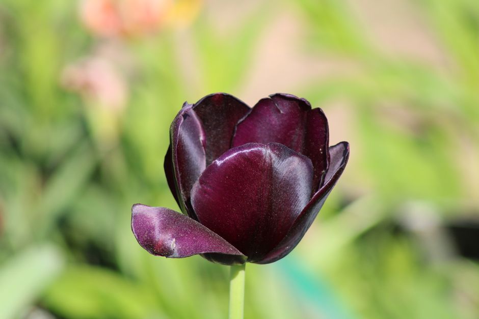 Beautiful close-up of a dark purple tulip blooming outdoors in a Toronto garden.