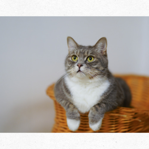 검은 고양이와 별 모양 장식 일러스트