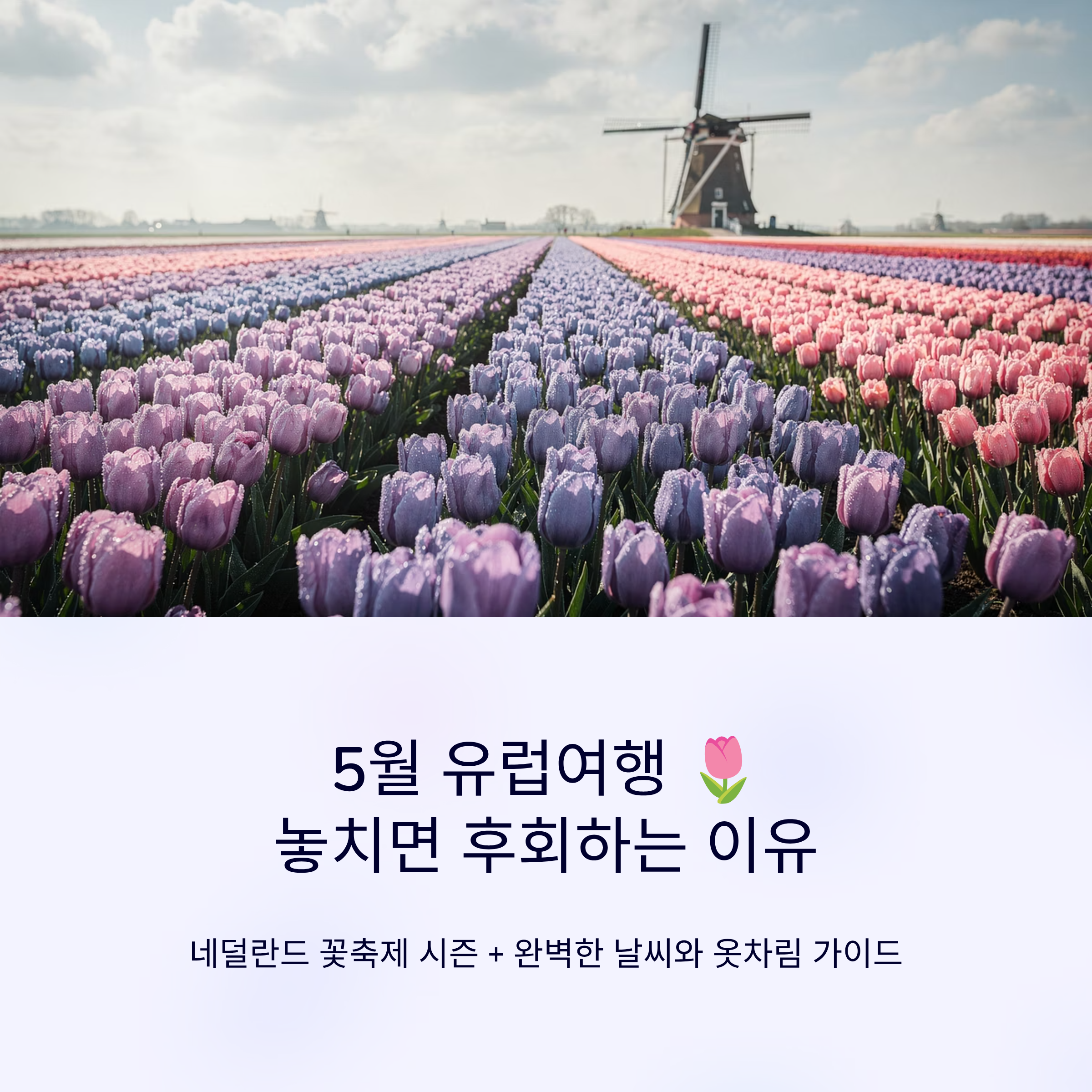 5월 유럽여행 날씨와 옷차림 준비 + 네덜란드 5월 꽃축제 시즌 놓치면 후회하는 이유