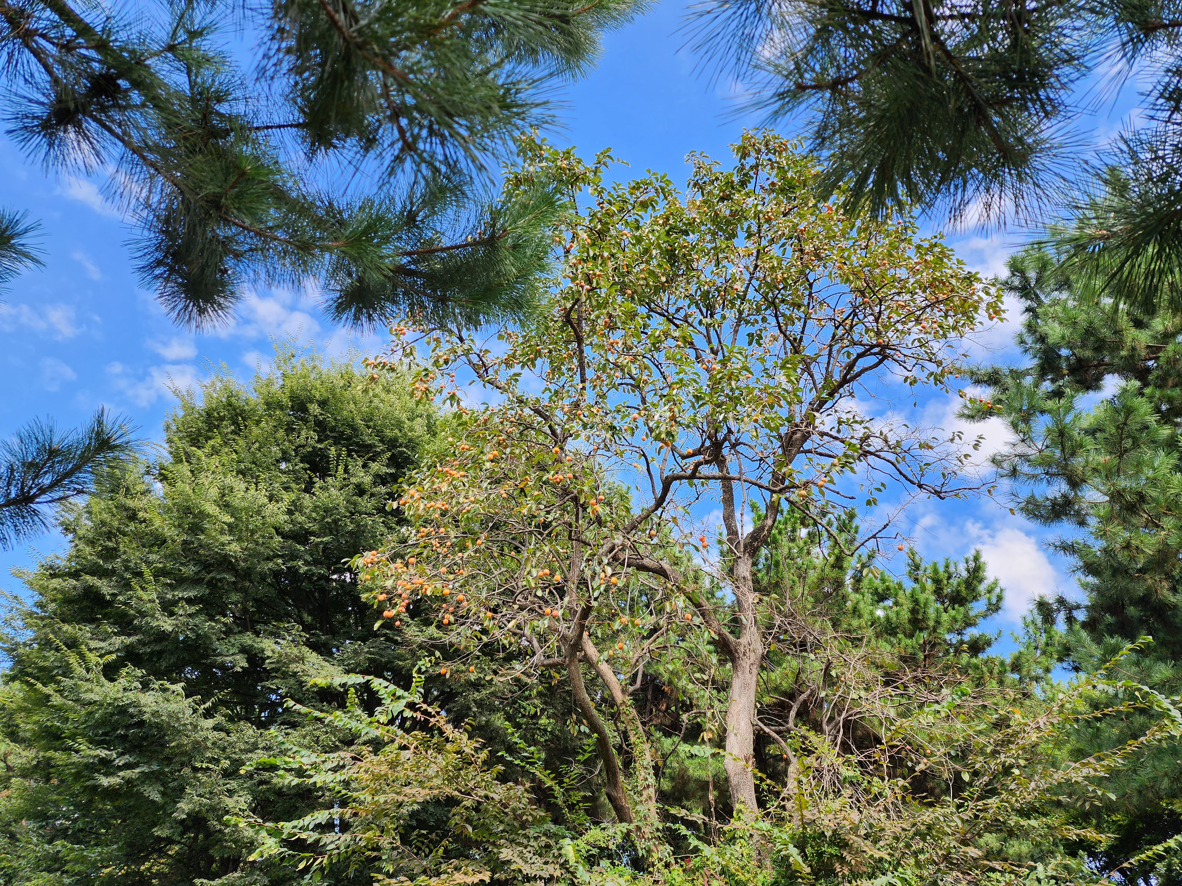 가을 연희공원 감나무