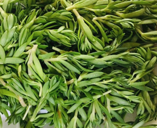 돌나물 고르는 법