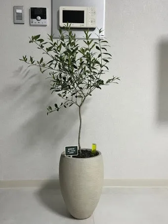 올리브 나무 키우는법 5가지 치명적 실수와 해결책 총정리를 안내_14