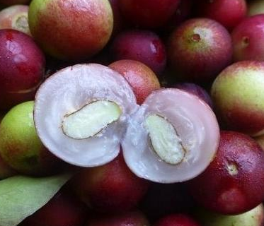 반으로-잘린-과일