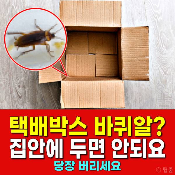 택배상자 바퀴벌레 알,택배박스 바퀴알