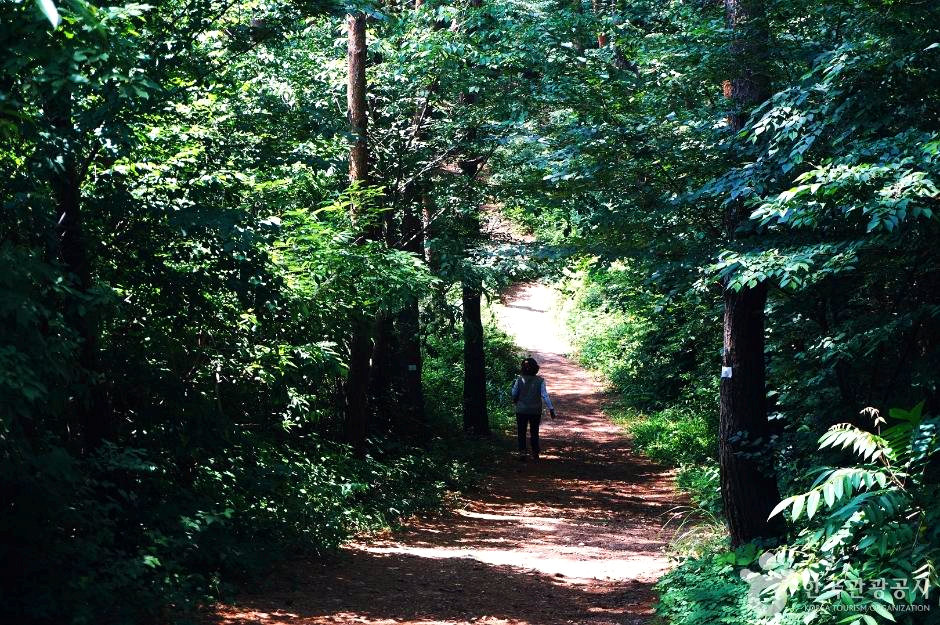 숲길사이로 한 사람이 걸어가고 있다.