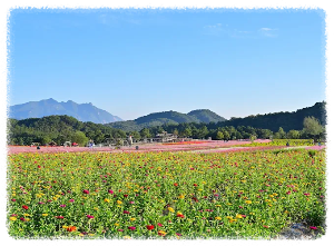 고석정 꽃밭축제