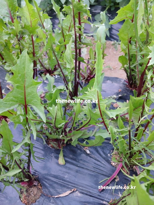 피부 염증을 줄이고 맑은 피부 톤을 가꾸는 데 도움을 주는 싱싱한 적치커리 실물 사진