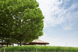 말복 날짜 음력 양력