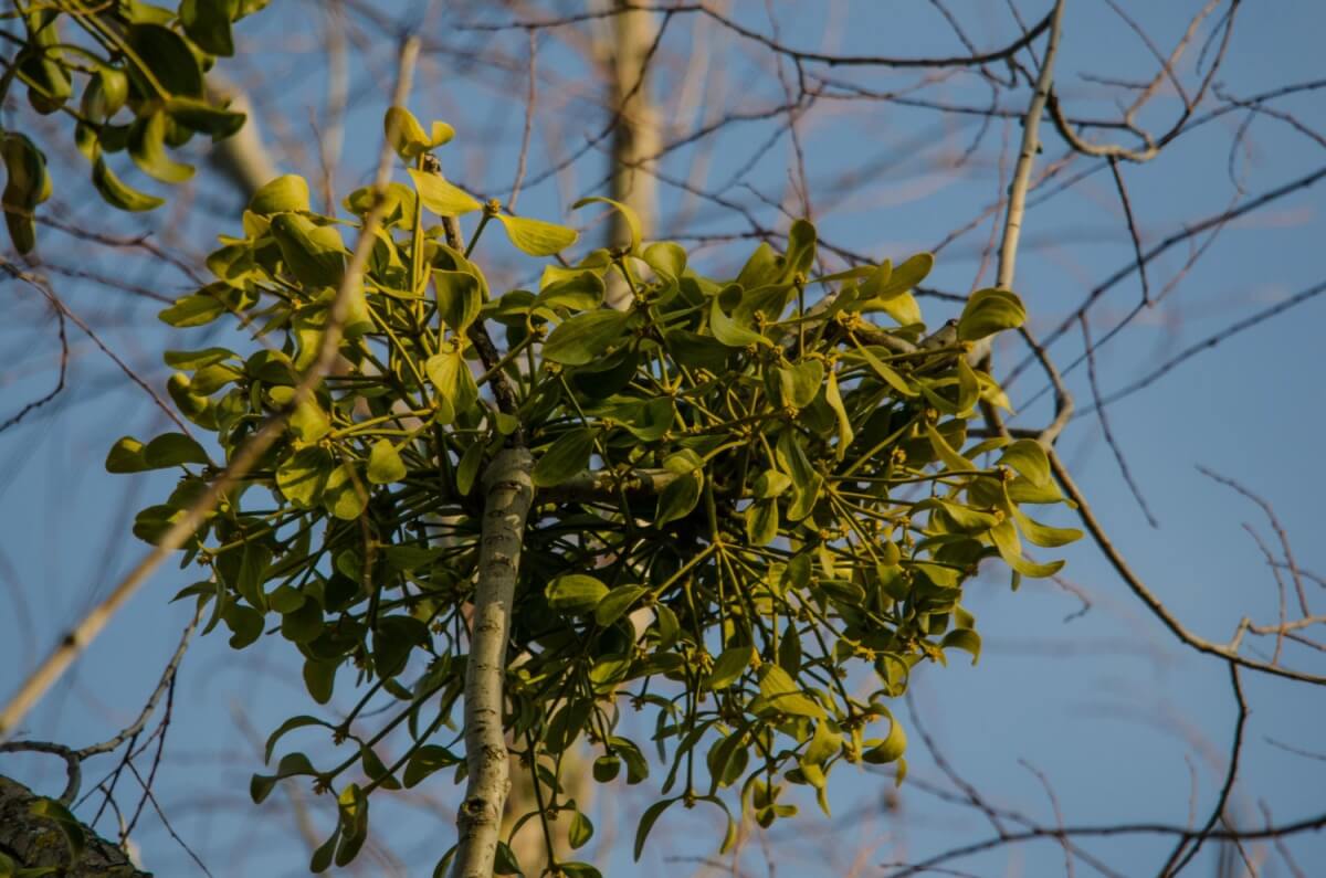 나뭇가지에-있는-겨우살이