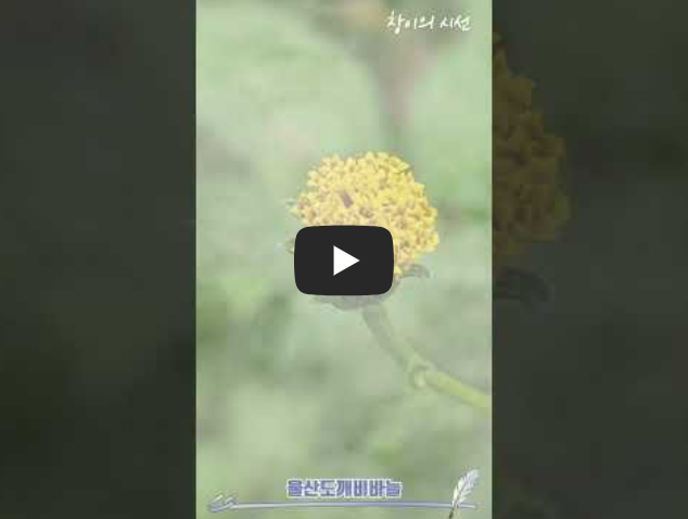 도깨비바늘 울산도깨비바늘 꽃말 야생화