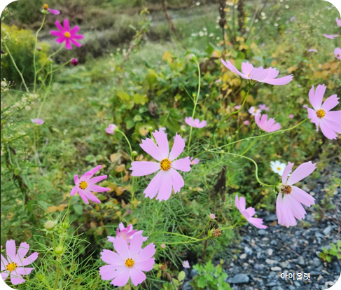 가을길에 물든 코스모스의 노래 -김해 마찰수로 뚝에 핀