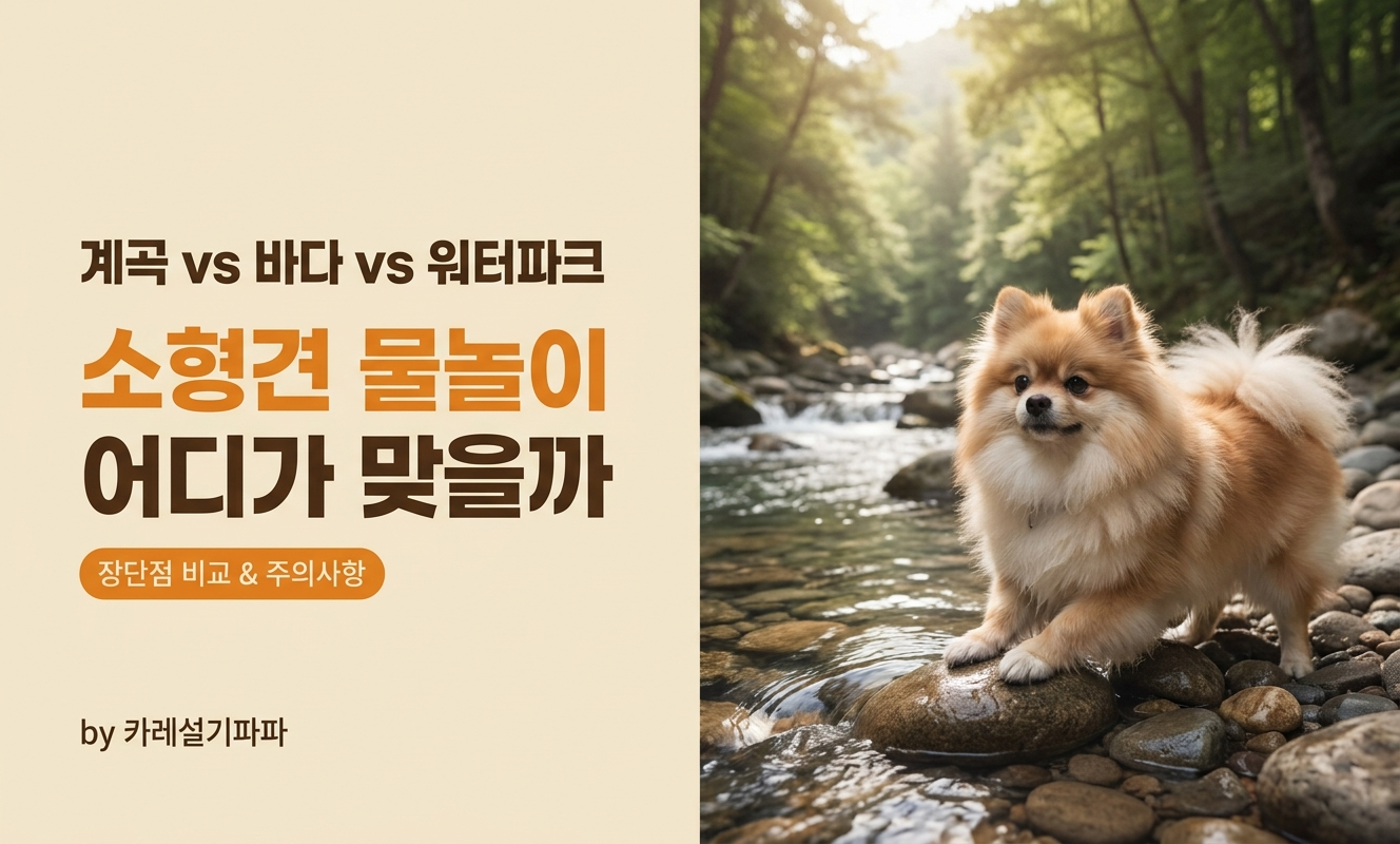 포메 여름 물놀이 장소 비교