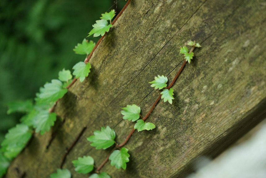 을목 사주 물상론 설명