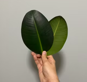 에코프로 배당금 지급일 기준일 입금일 목표주가