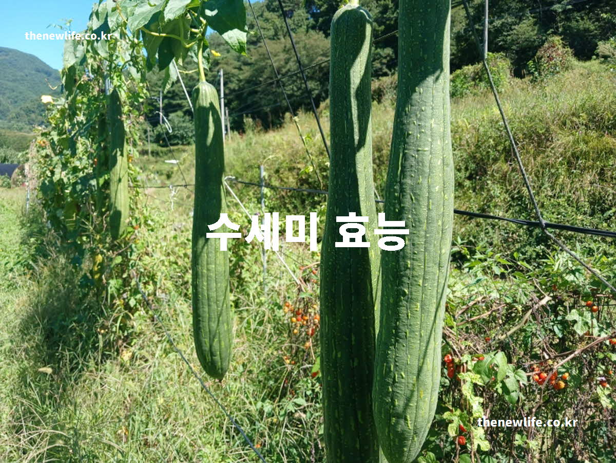 수세미 효능 대표 실사진